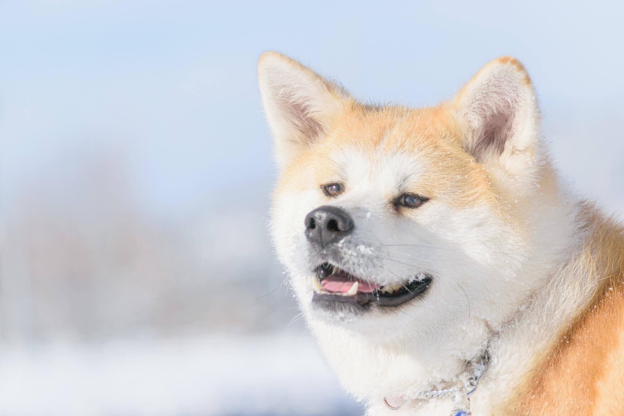 秋田犬の性格とは？特徴や飼い方など徹底解説